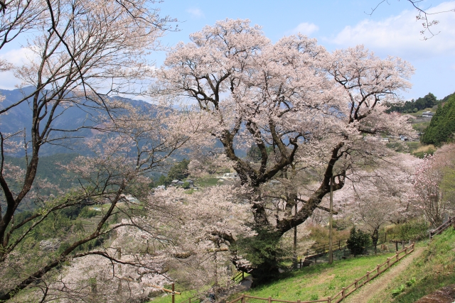 高知県吾川郡仁淀川町のひょうたん桜