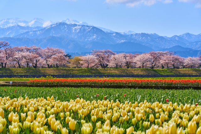 あさひ舟川の春の四重奏