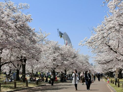吹田市の万博記念公園の桜