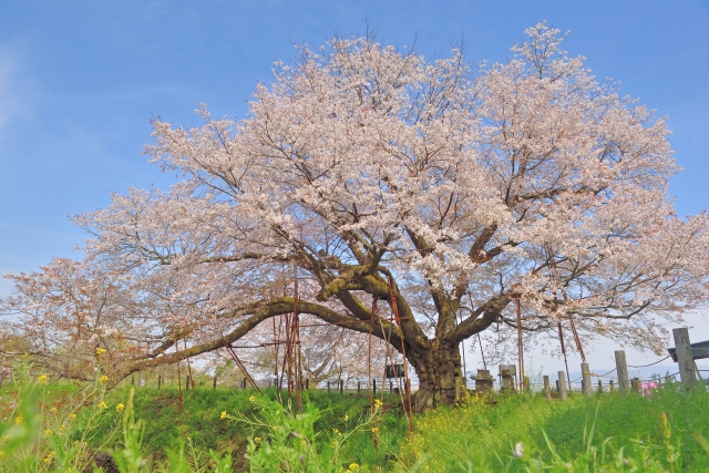 浅井の一本桜