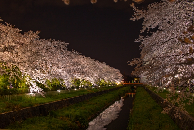 小瀬スポーツ公園の夜桜ライトアップ