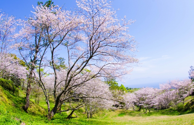 魚見岳の桜
