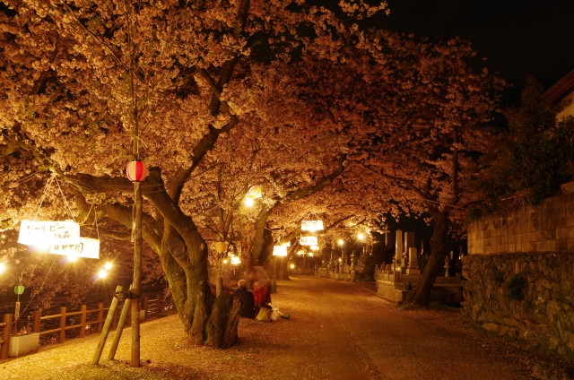 愛媛県西条市のひょうたん池の夜桜ライトアップ