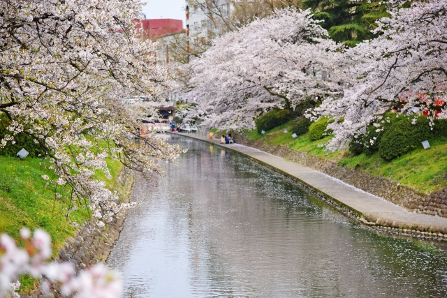 松川公園の桜