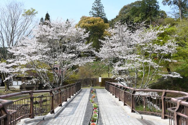 観音滝公園の桜