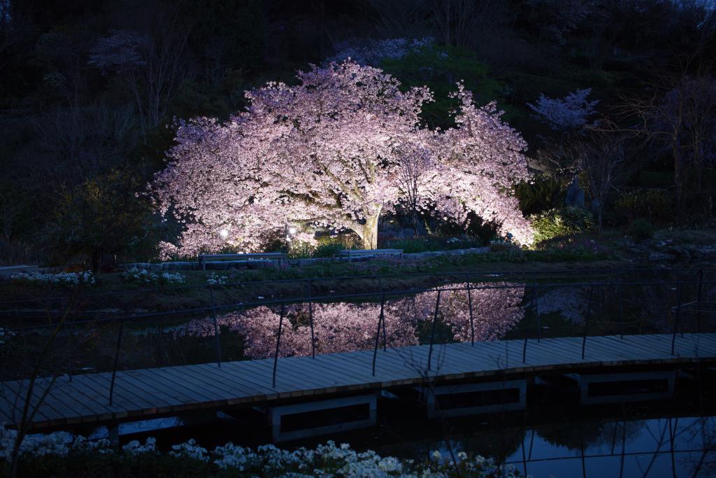 高知県立牧野植物園の桜（ライトアップ）