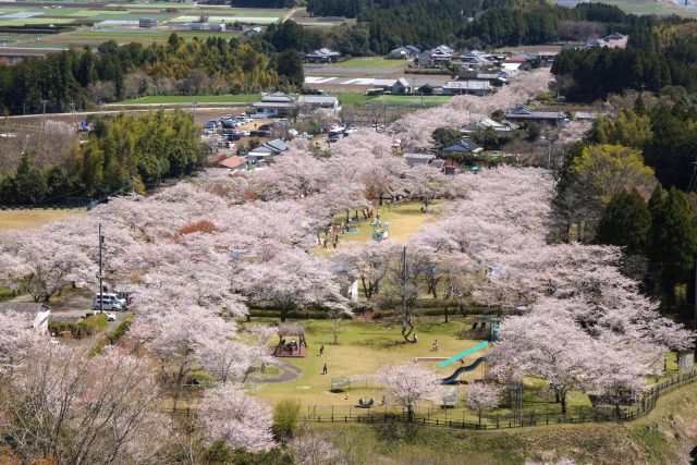 母智丘公園の桜