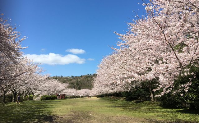 東伊豆クロスカントリーコース