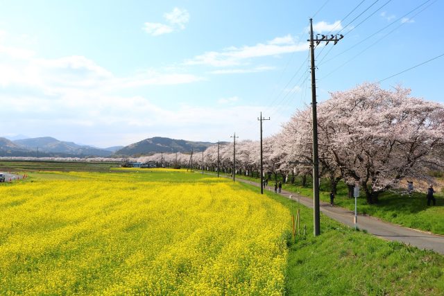 都幾川桜堤