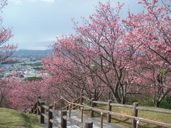 名護中央公園の桜