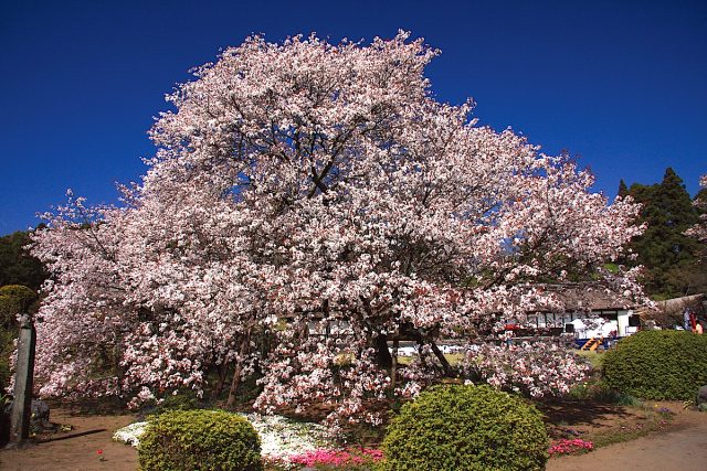 狩宿の下馬ザクラ