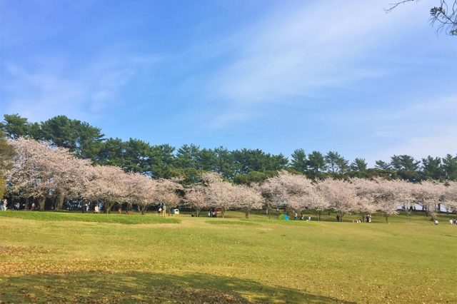 吉野公園の桜