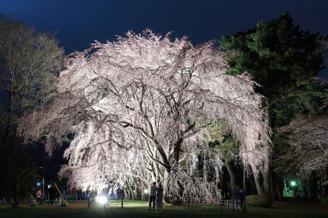 敷島公園の桜