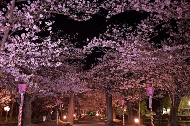 大村公園の夜桜ライトアップ