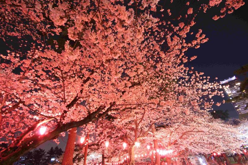 小倉城の夜桜ライトアップ