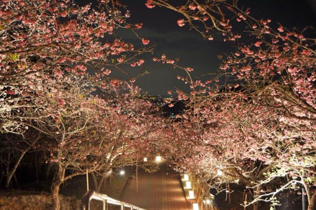 八重瀬公園の桜