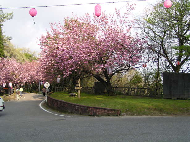 倶利伽羅県定公園の桜