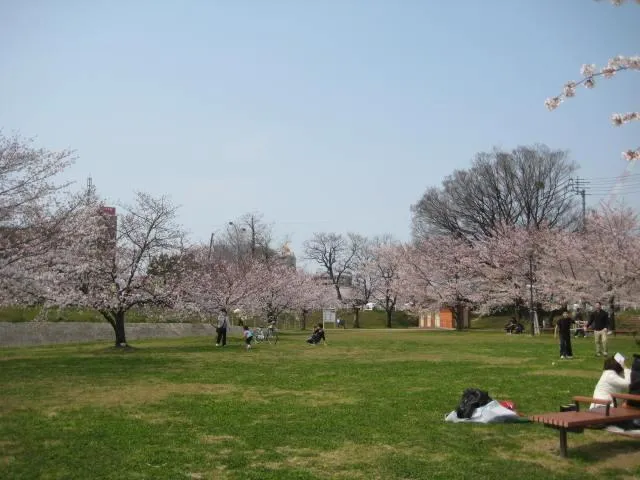 石手川緑地の桜