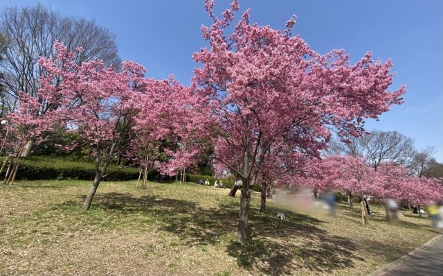 花博記念公園鶴見緑地の河津桜
