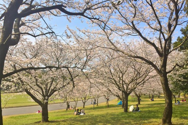 県立吉野公園（オアシスケア吉野公園）の桜