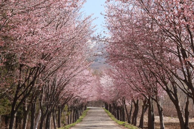 世界一の桜並木（弘前市～鰺ヶ沢町）