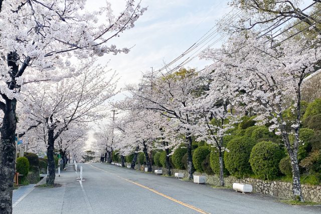 五月山公園の桜
