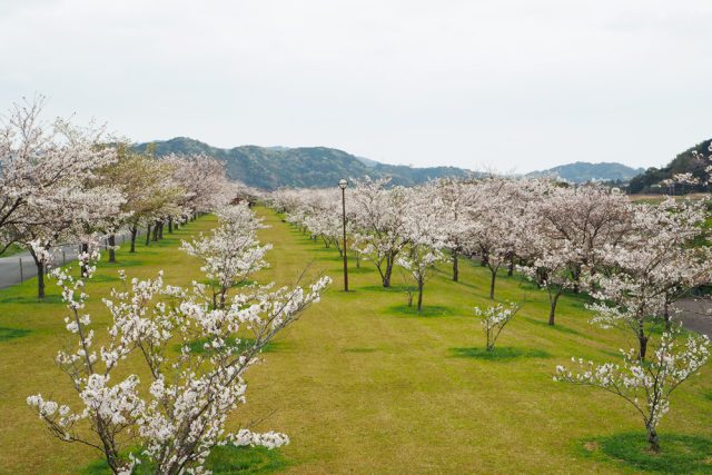 四万十川桜づつみ公園の桜