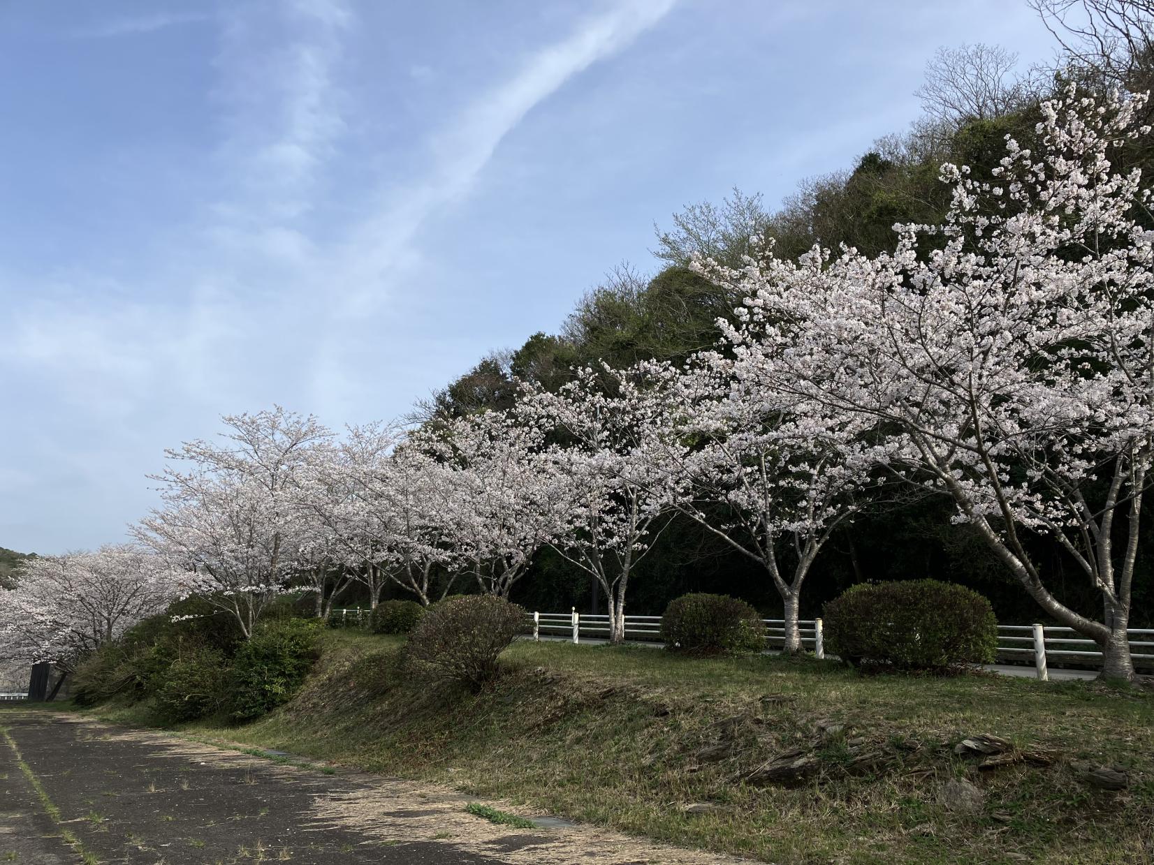 桜の里(さくらの里公園)の桜