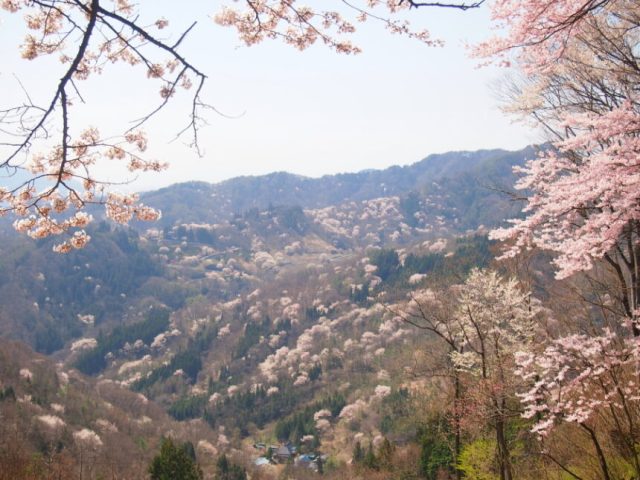 陸郷の桜（桜仙峡）