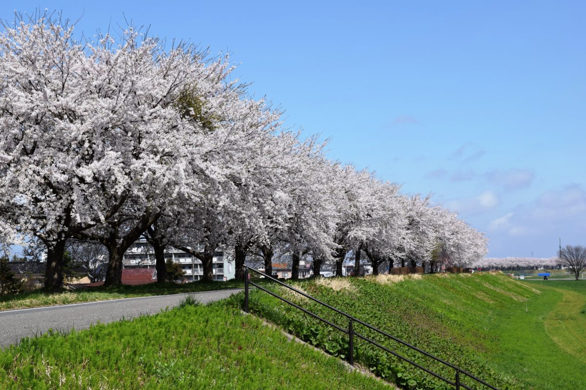 桜並木