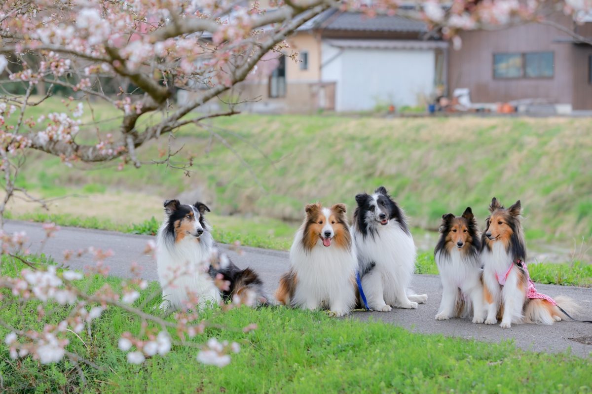 桜と犬