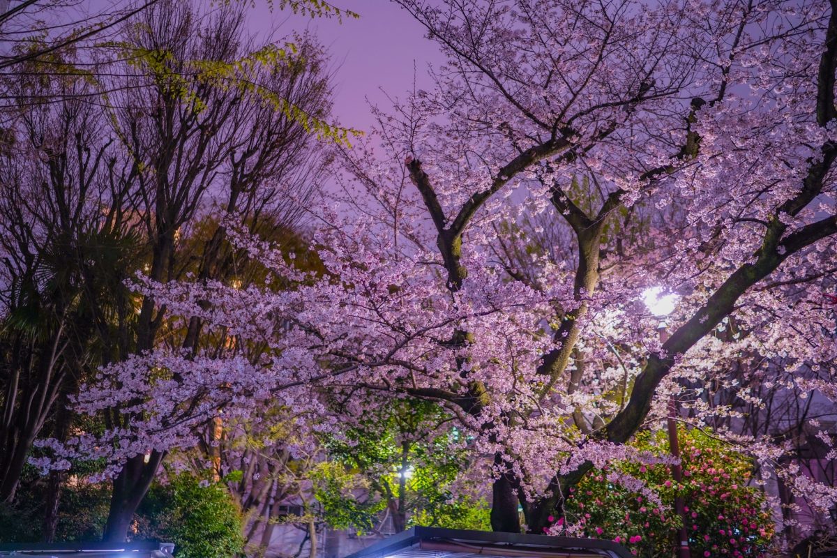 夜桜ライトアップ