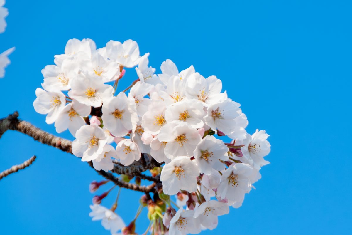 桜の開花