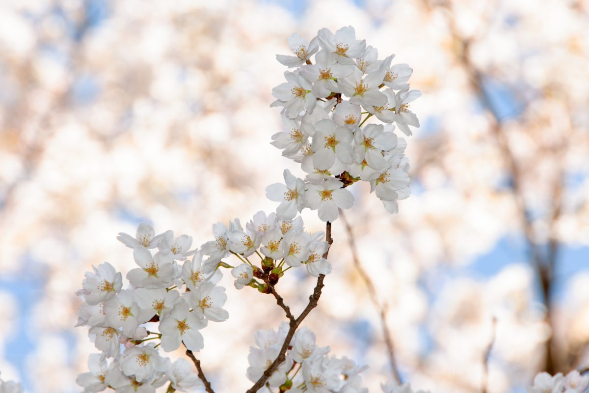 満開の桜