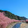 満開の河津桜