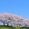 満開の桜