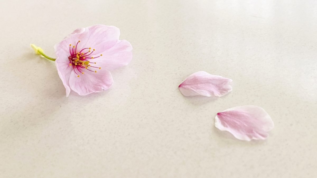桜の花
