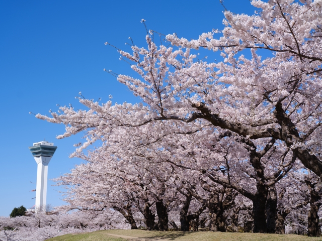 五稜郭公園の桜
