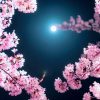 夜桜と月