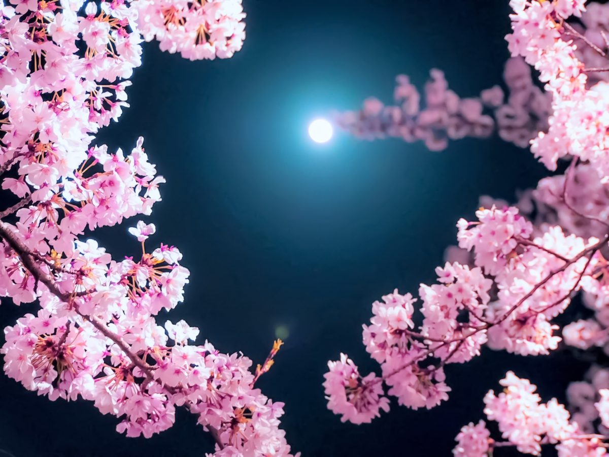 夜桜と月