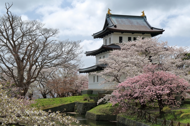 松前公園の桜