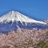 桜の花と富士山