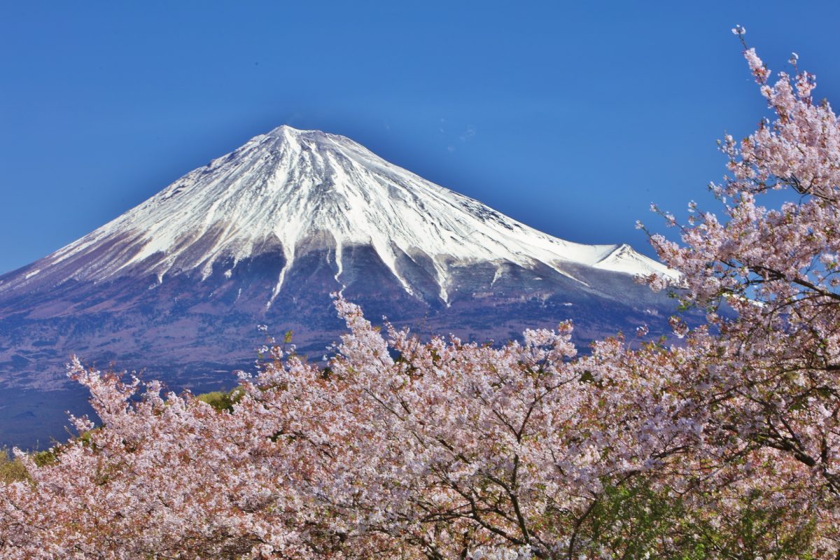 桜の花と富士山