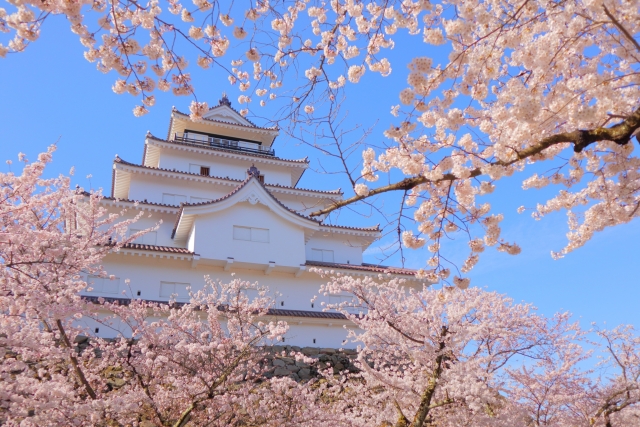 会津鶴ヶ城（鶴ヶ城公園）の桜