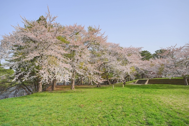 芦野公園の桜
