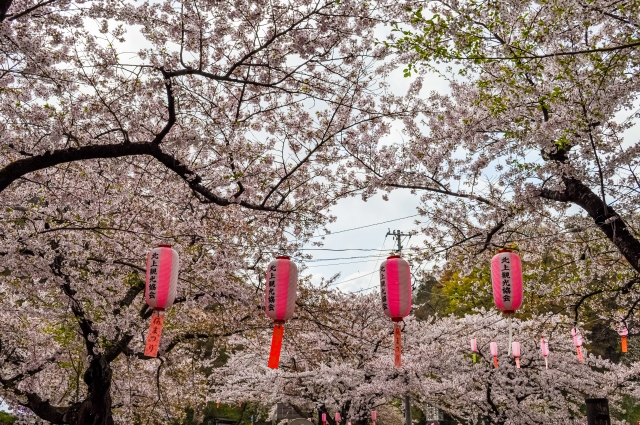 北上展勝地の桜