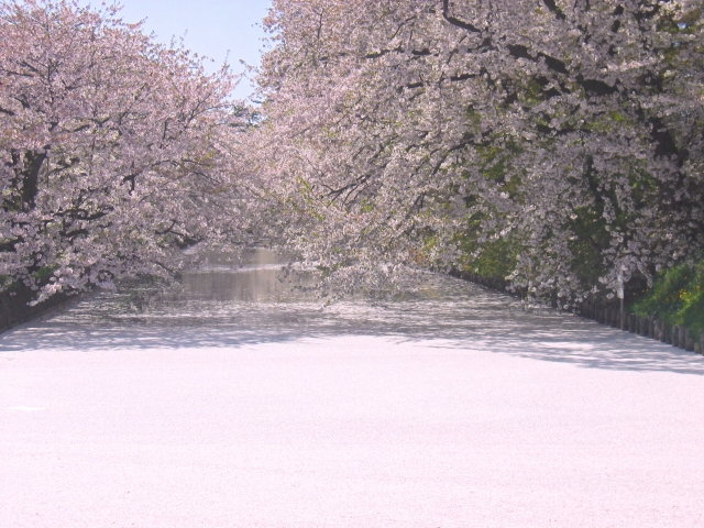 弘前公園の桜と花筏